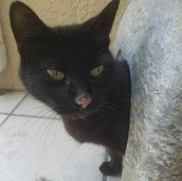 VERY ANIMAL FRIENDLY HOME 🐕🐈🕷🐢🐀❤ - Picture 6 of 16